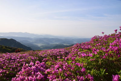 Purple flowering plants on field against sky