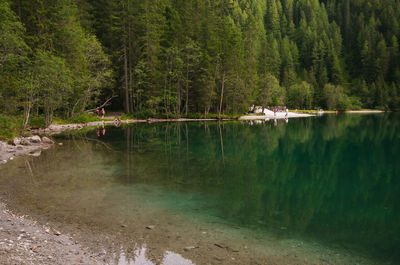 Scenic view of lake amidst trees in forest