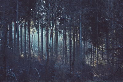 Trees in forest