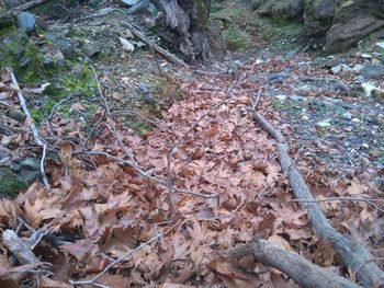 Trees in forest