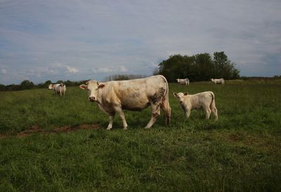 Cows standing on grassy field against sky