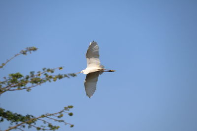 Low angle view of bird flying against clear blue sky