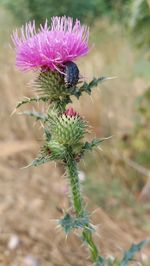 Close-up of bee pollinating on thistle