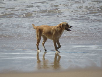 Dog standing on beach