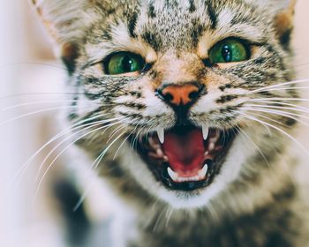 Close-up portrait of cat screaming