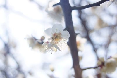 Close-up of white flowers