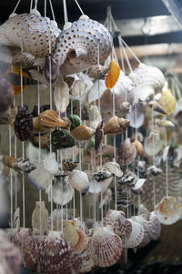 Close-up of shells for sale