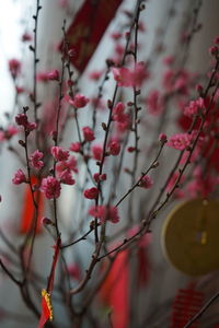 Low angle view of pink flowering tree