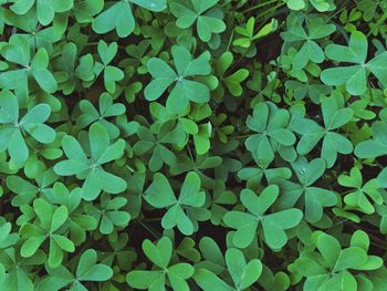 Full frame shot of leaves on field