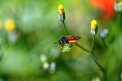 Close-up of insect pollinating on flower