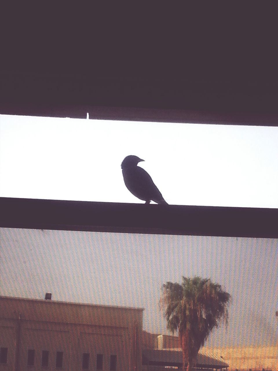 animal themes, one animal, bird, animals in the wild, wildlife, silhouette, built structure, low angle view, perching, architecture, clear sky, copy space, building exterior, roof, outdoors, day, no people, side view, nature, window