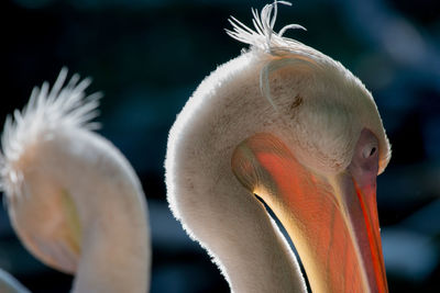 Close-up of pelicans