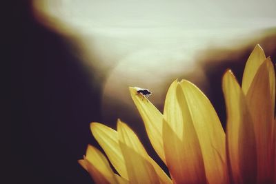 Close-up of insect pollinating flower