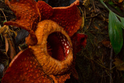 Close-up of mushrooms growing on field