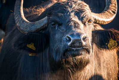 Close-up portrait of a horse