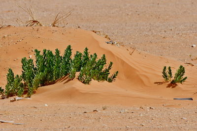 Plants growing on sand dune