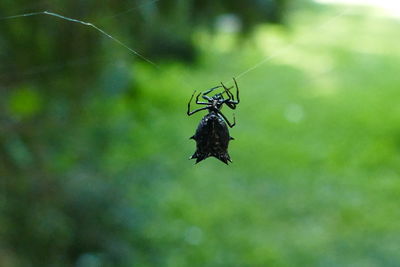 Close-up of insect on spider web