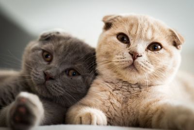 Close-up portrait of cats