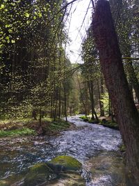 Scenic view of river amidst trees in forest