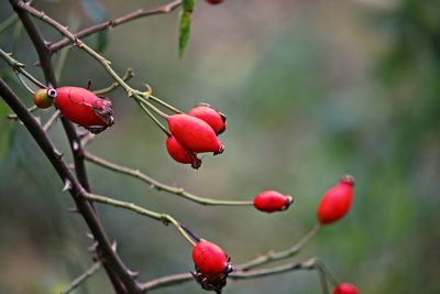 Close-up of red berries growing on plant