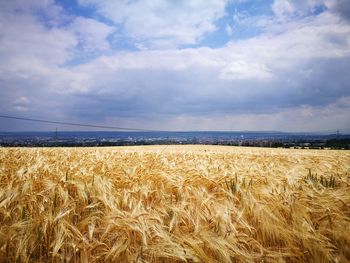 Scenic view of wheat field against sky