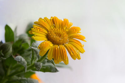 Close-up of yellow flower against white background