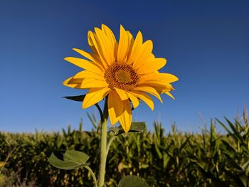 Close-up of sunflower on field against clear sky