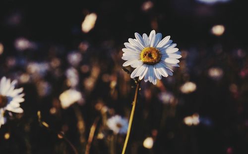 Close-up of fresh white flower blooming outdoors