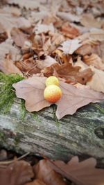 Close-up of autumn leaves on tree