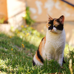 Cat sitting on field