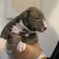 Close-up of dog looking at camera