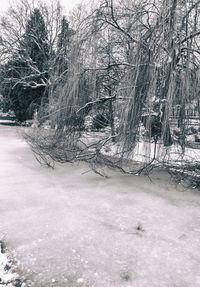 Bare trees on snow covered landscape