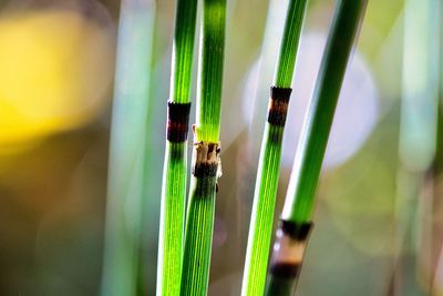 Close-up of insect on green grass