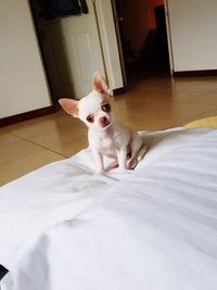 Portrait of white cat on bed at home