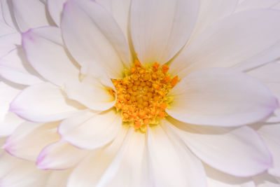 Macro shot of flower