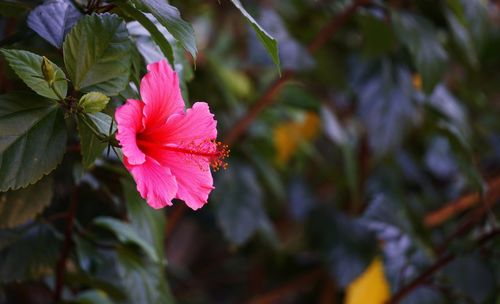 Close-up of red flower