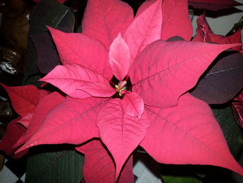 Close-up of pink flowers