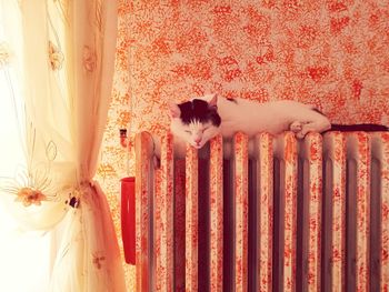 Close-up of cat sleeping on radiator by curtain