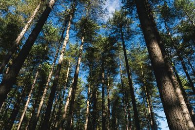 Low angle view of bamboo trees in forest