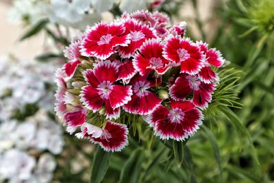 Close-up of red flowering plant