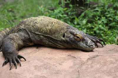 Close-up of a komodo dragon lizard