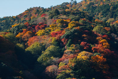 Scenic view of trees in forest during autumn