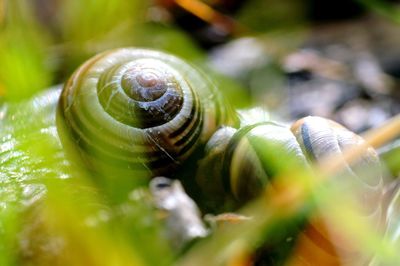 Close-up of snail