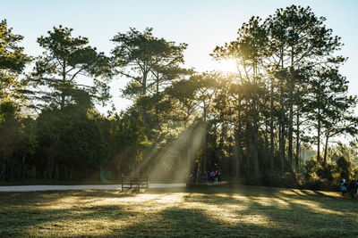 Trees in park