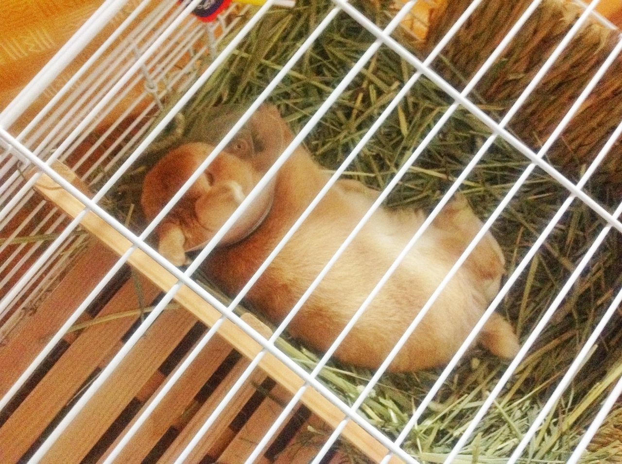 indoors, metal, metal grate, high angle view, steps, metallic, close-up, pattern, steps and staircases, cage, railing, no people, wood - material, staircase, domestic animals, selective focus, day, fence, pets, mammal