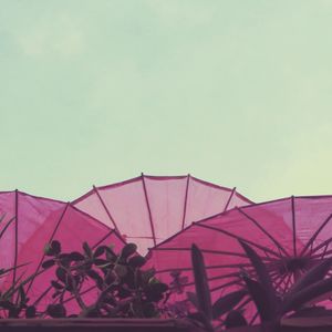 High section of pink flowers against sky