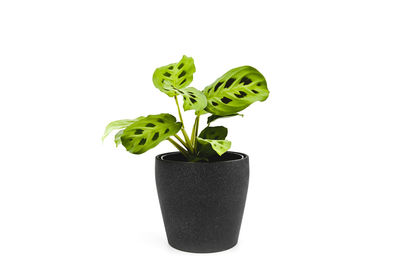 Close-up of potted plant against white background