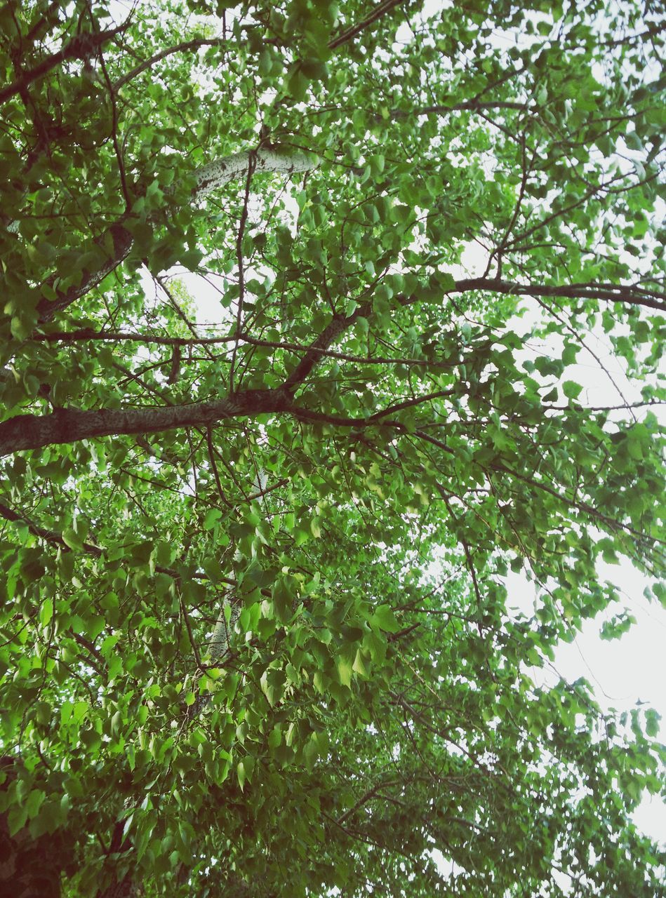 tree, branch, growth, low angle view, green color, nature, beauty in nature, leaf, tranquility, lush foliage, day, full frame, outdoors, forest, no people, backgrounds, green, tree trunk, sunlight, freshness