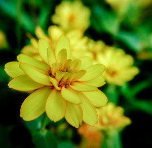 Close-up of flower blooming outdoors