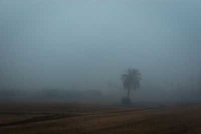 Trees on field against sky during foggy weather